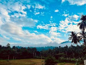 Rainforest Jungle Chill Singharaja
