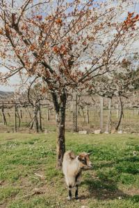 Refúgio da Cancela - Arouca Stay