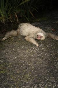 Ilan Ilan Tortuguero