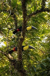 Ilan Ilan Tortuguero