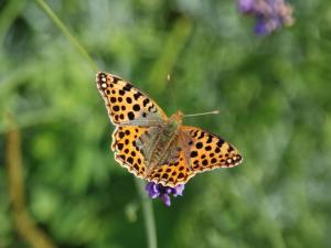Mobile Home im Ferienpark mit Seezugang