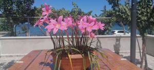 Antonias house on the beach