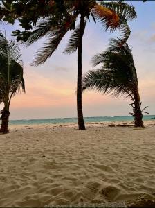 Golden Sun Diani