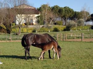 Cottage delle Scuderie