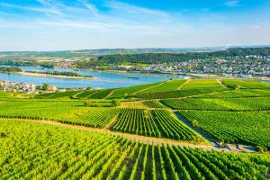 Zentral wohnen zwischen Rhein, Altstadt und Reben