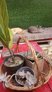 Kanela Guest House