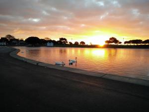 Beachside Boho - Lux King Bed - Swan Lake