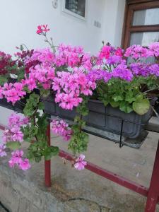 Kuca za odmor Marina Jelenkovic