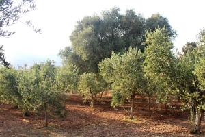 Villa S&M, Large Apartment, Quiet Countryside