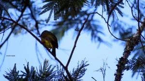 DivineNest Kodaikanal