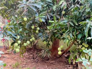 Strictly Vegetarian only Coconut Farm House Peaceful 2BRK Nature Retreat