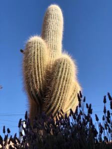 Awana Musquy Hosteria