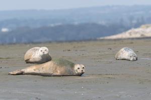 The Bouys & Gulls Retreat