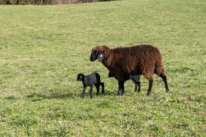 Kerschbama Farm Apartments