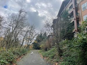 Old Town Issaquah Mtn View
