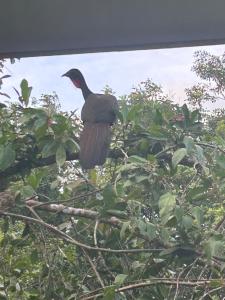 Bungalows Chachagüita