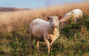 Beautiful Home In Niedzwiedz With Sauna