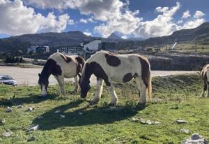 Appartement au pied des pistes exposés plein sud