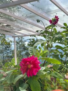 Haus Of Shizu Kasar Devi