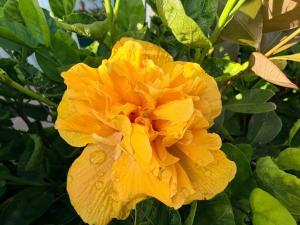 Marina Mar II Premium