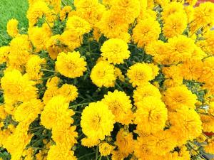 Marina Mar II Premium