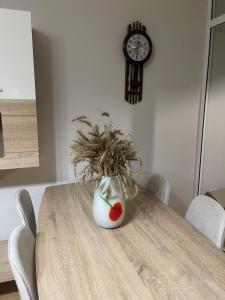 Kalpazo Rental Bloom Tirana