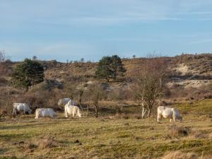Zeeland Glamping Lodge for 2