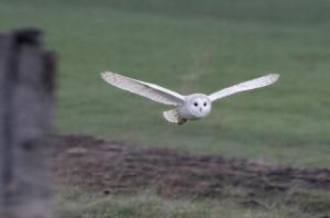 Luxury Sheppards Hut With Hot Tub Near Donnanook - Tawny