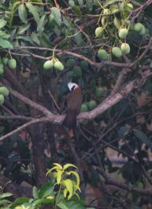 Bethel Entire Floor-Mussoorie view, Garden & Pergola