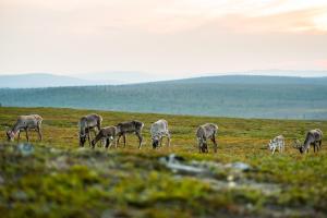 Kakslauttanen, 99830 Saariselkä, Lapland, Finland.