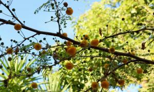 La Gaggia Guest House