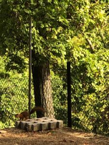 B&B La Collina degli Ulivi