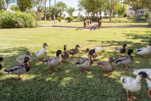 Sunstay Costa Lago Pretty Flat II Torremolinos