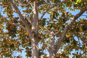 Les Suites Magnolia img19