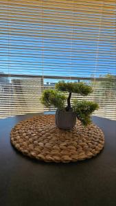 Palangos apartamentai