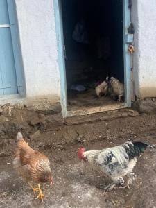 Yemyeşil tatil köyünde müstakil ev