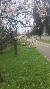 Biba 2