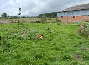Les 3 Roseaux- gîte au cœur du marais audomarois