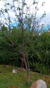 Cabaña Sol Naciente, El Bolsón
