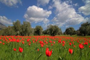 Venetis Luxury Apartments Chios-Island Greece