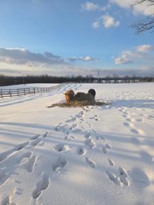 Gettysburg Farmstead Farm-Stays