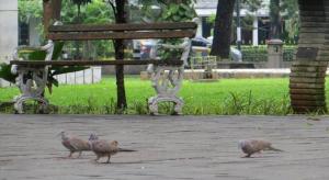 Daun Residence Menteng