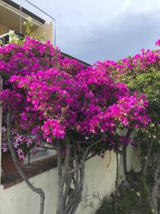 La casa dei nonni - Cala Gonone img17