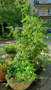 Flat With Garden On Østerbro