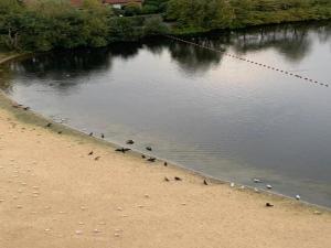 Apartment Knokke-Heist with Sea View