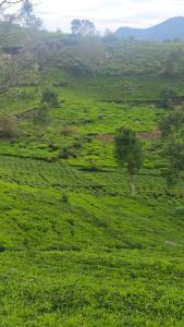 Bison Trails Valley View Kothagiri Ooty Tamilnadu