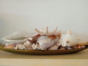 Shell in the rock