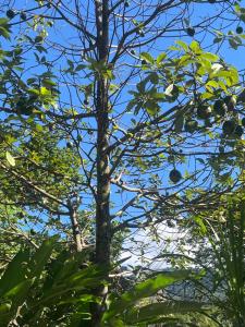 Eco Paradise Muriqui