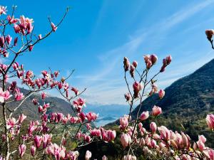 Villa Oleandra with Garden&Swimming pool