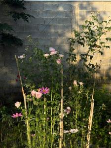 Phong Tom Retreat - Pet friendly location
